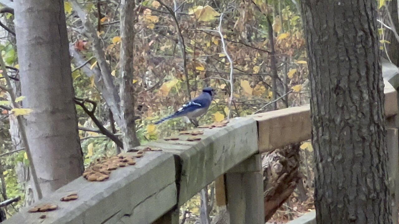 Blue Jay enjoys almonds