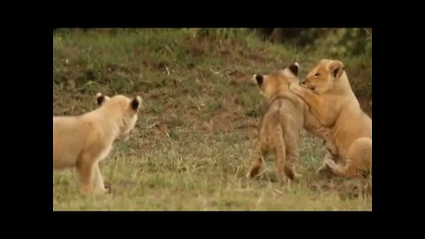 #Cute #little #Cubs #playing #lion #family #enjoy