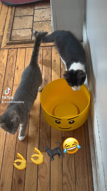 👌👌🤣🐈‍⬛