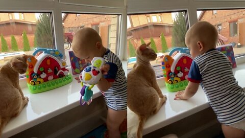 How to play on baby and cat toys