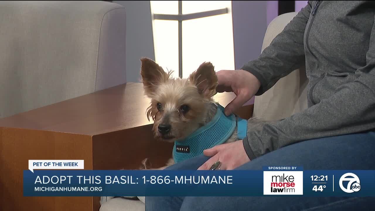 Heartworm Awareness Month and Michigan Humane Pet of the Week: Meet Basil