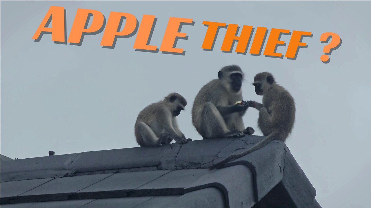 🐒 Monkeys on the Roof Eating Apples! 🍎 A Fun Rooftop Snack!