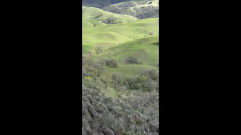 Falcon Flying over Green Hills