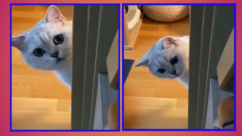 Beautiful cat | enjoying | #pets #Entertainment #cat