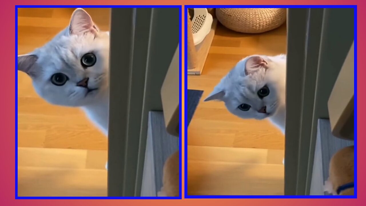 Beautiful cat | enjoying | #pets #Entertainment #cat
