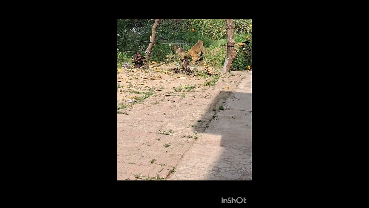 monkeys 🐒 🙈 caption 🤣 😂 😄