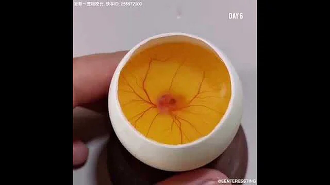 How A Chick Born From A Egg 🐣 - Interesting Video - 😱