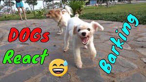 How Dogs React When Seeing Stranger 25 - Running, Barking? | Viral Dog