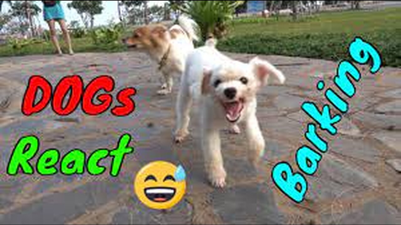 How Dogs React When Seeing Stranger 25 - Running, Barking? | Viral Dog