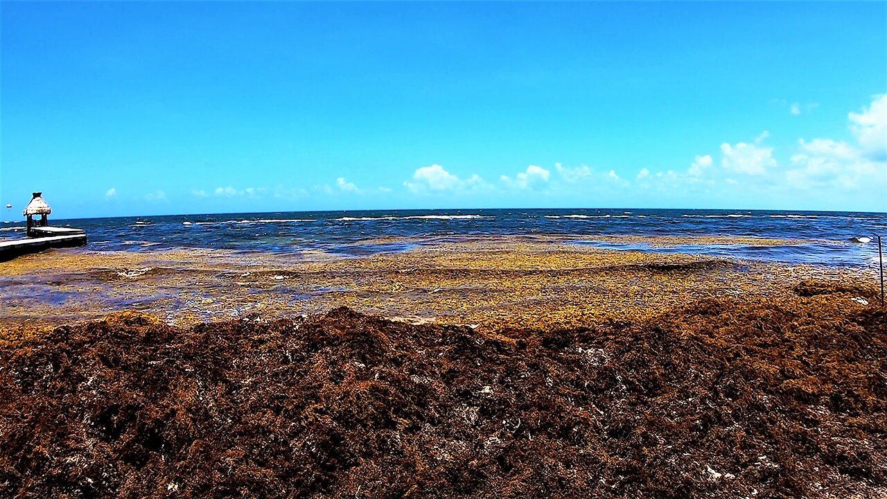 Experts say this environmental disaster is rapidly getting worse for the Caribbean