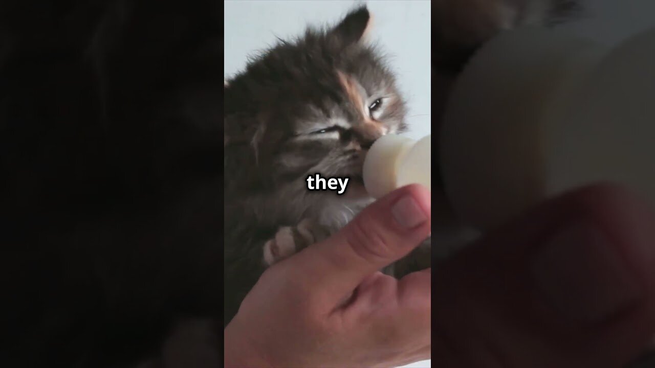 Can Cats Eat Eggs?