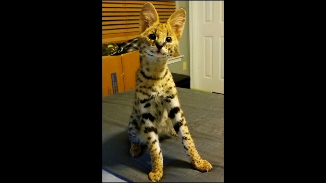 Serval cat playing fetch