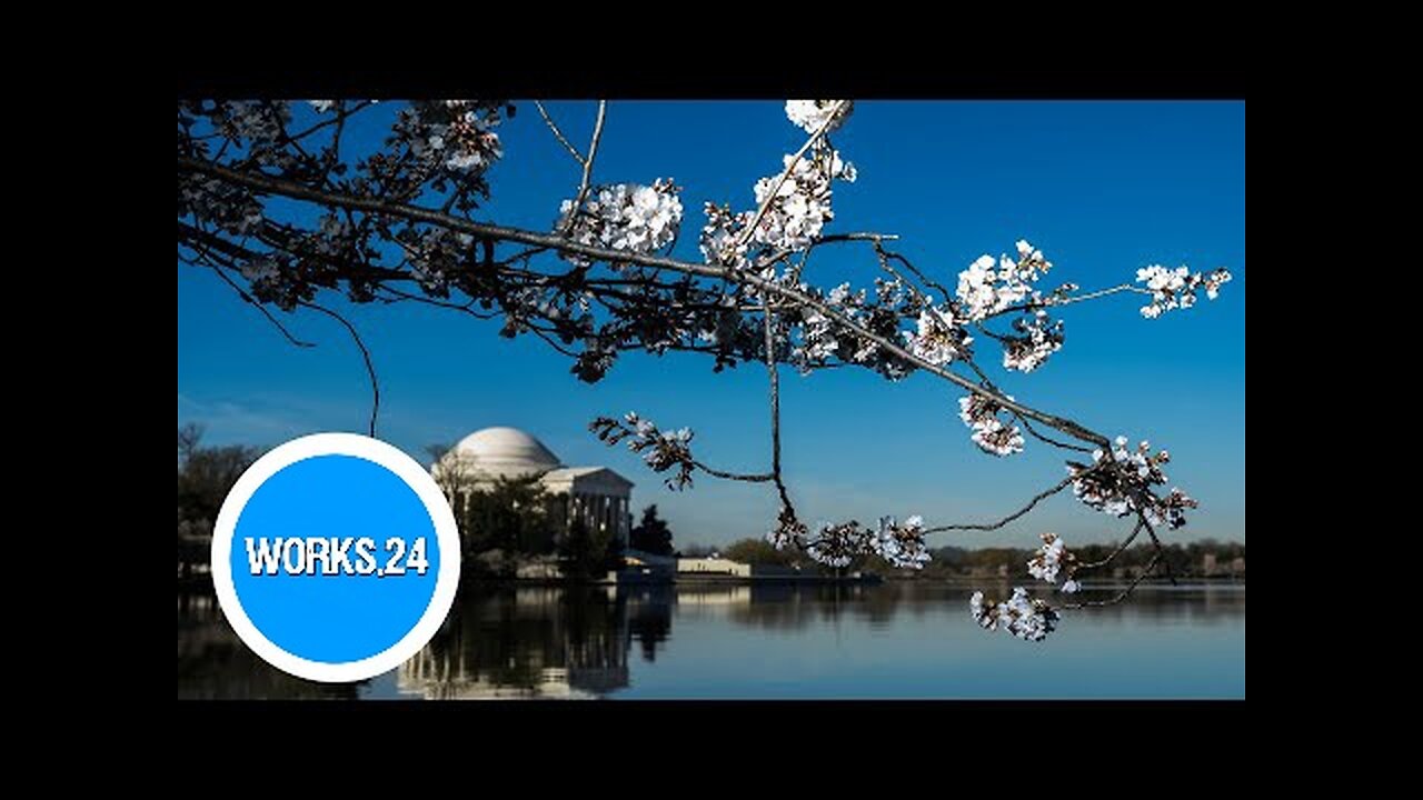 Yoshino cherry blossoms reach peak bloom at Washington’s Tidal Basin | USA TODAY