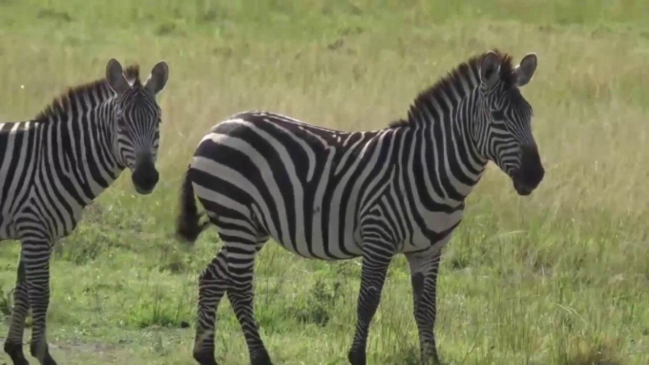 June 29, 2017- Sunrise- Topi And Zebra cap off the Afternoon Drive