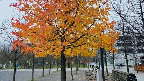 Bestplaceinswitzerland#lakelugano#lugano#travel#switzerlandwalkingtour#winterseasoninswitzerland