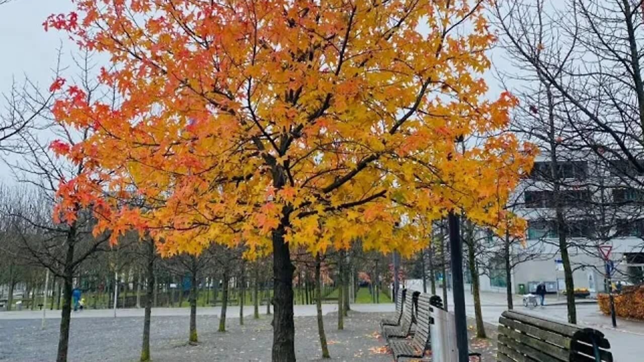 Bestplaceinswitzerland#lakelugano#lugano#travel#switzerlandwalkingtour#winterseasoninswitzerland