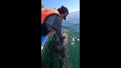 Whale making joy sound