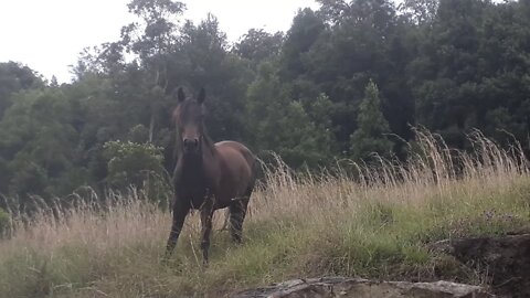 Young Arabian mare finds herself at the top of a rock and is unsure how to join us Part I