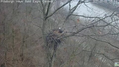 Hays Eagles Mom and Dad come in for a short visit 2021 01 05 415pm