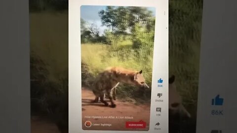 Hyena’s Life after Coming at Me