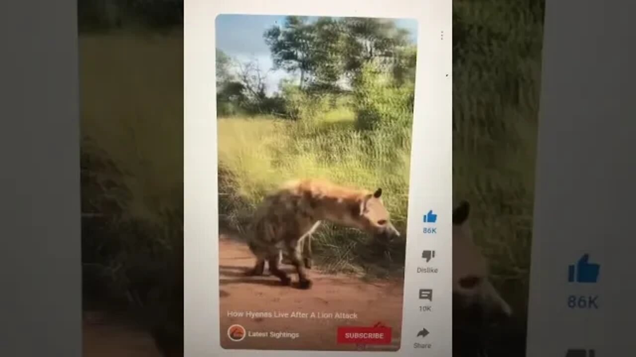 Hyena’s Life after Coming at Me