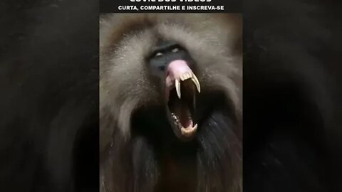 nunca mexe com esse macaco