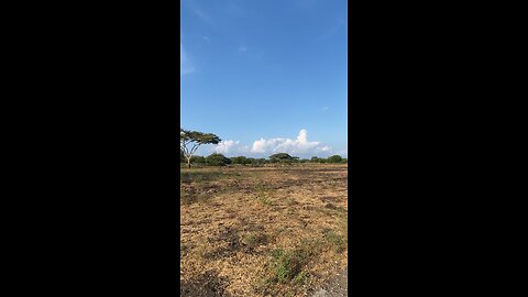 Padang Savana Baluran Banyuwangi