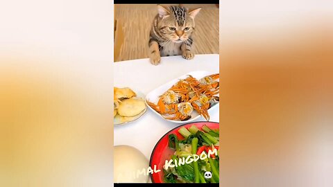 Funny animal videos 🥳🎉🎉😍🥰🥰🤣😂💥😄✨