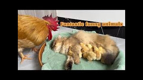 I was touched! Cats and dogs took turns to be the mother of chicks! 😂Funny and cute animal videos