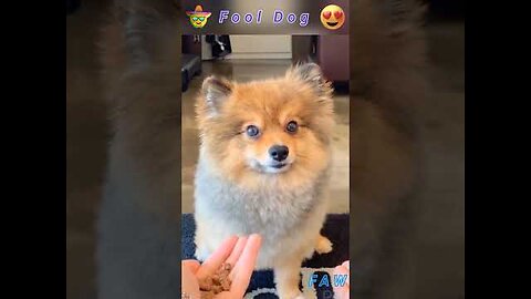 Funny dog🐕/cute cat 🐈/funny animals worldfunny cats funny dogs funny