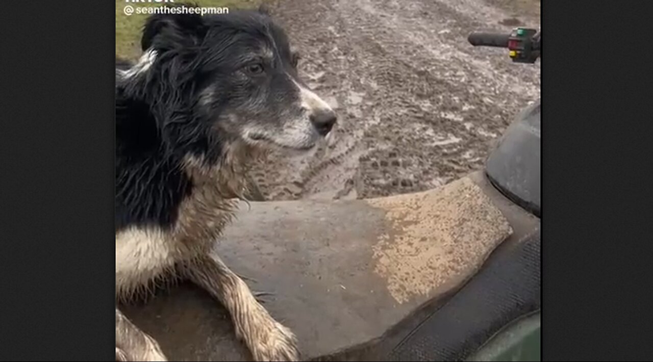 Repost - One Of The Best Sheep Dogs We Have Ever Seen