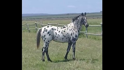 Jazz Stallions giving the run around