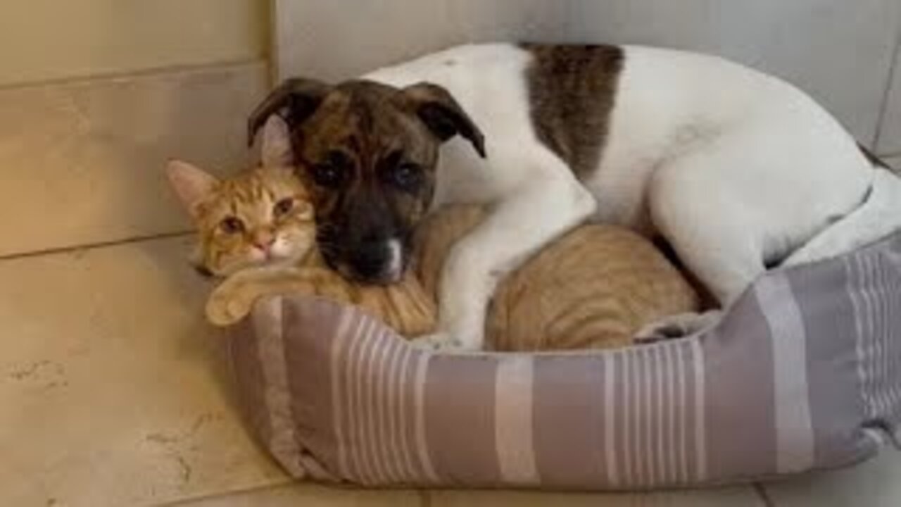 Dog and cat adorably cuddle together in bed