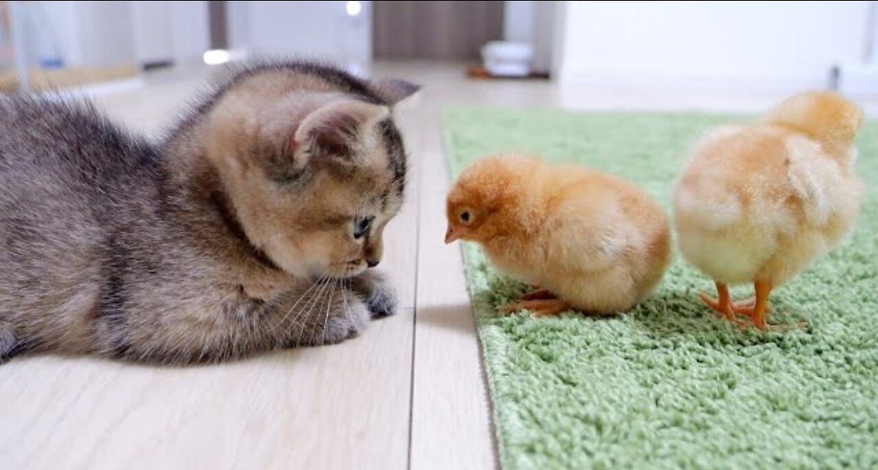 Looking back on how kitten Kiki met tiny chicks for the first time