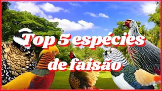 Top 5 espécies de faisão