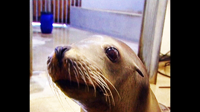 Seals Brush Teeth