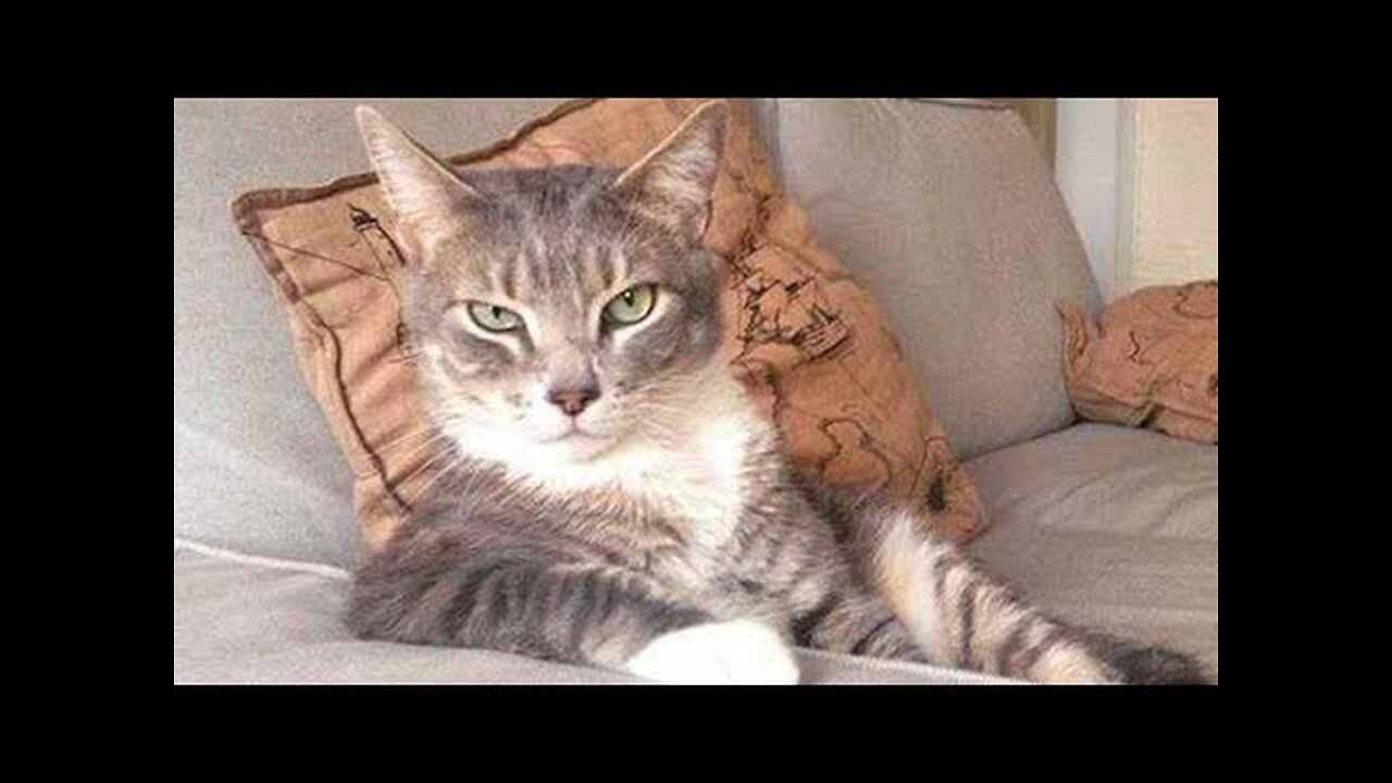 (LADY BOSS)Funny animals - Funny cats / dogs - Funny animal videos