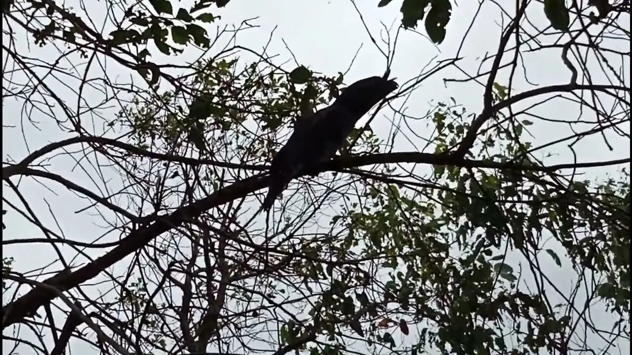 Two Tawny Frogmouth owls 4th February 2022