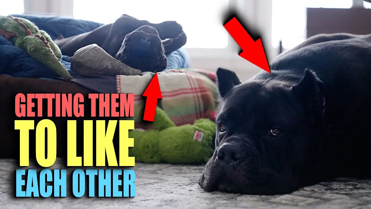 Getting Puppy & Bruce Wayne To Like Each other