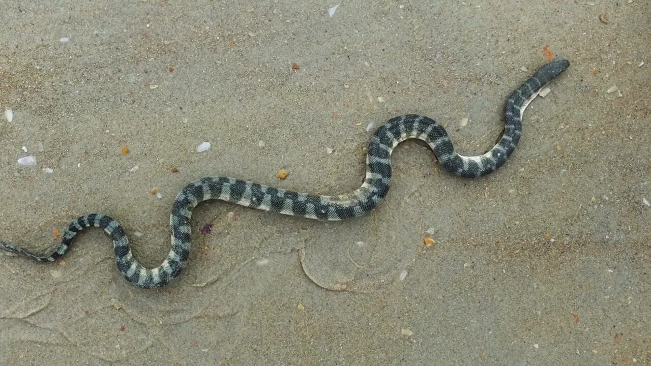 Enhydrina Schistosa
