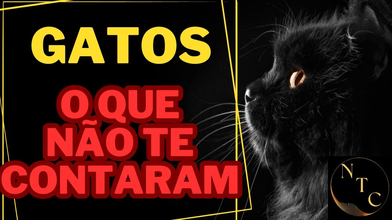 🐈😱 O que não te contaram sobre OS GATOS! 🐈😱