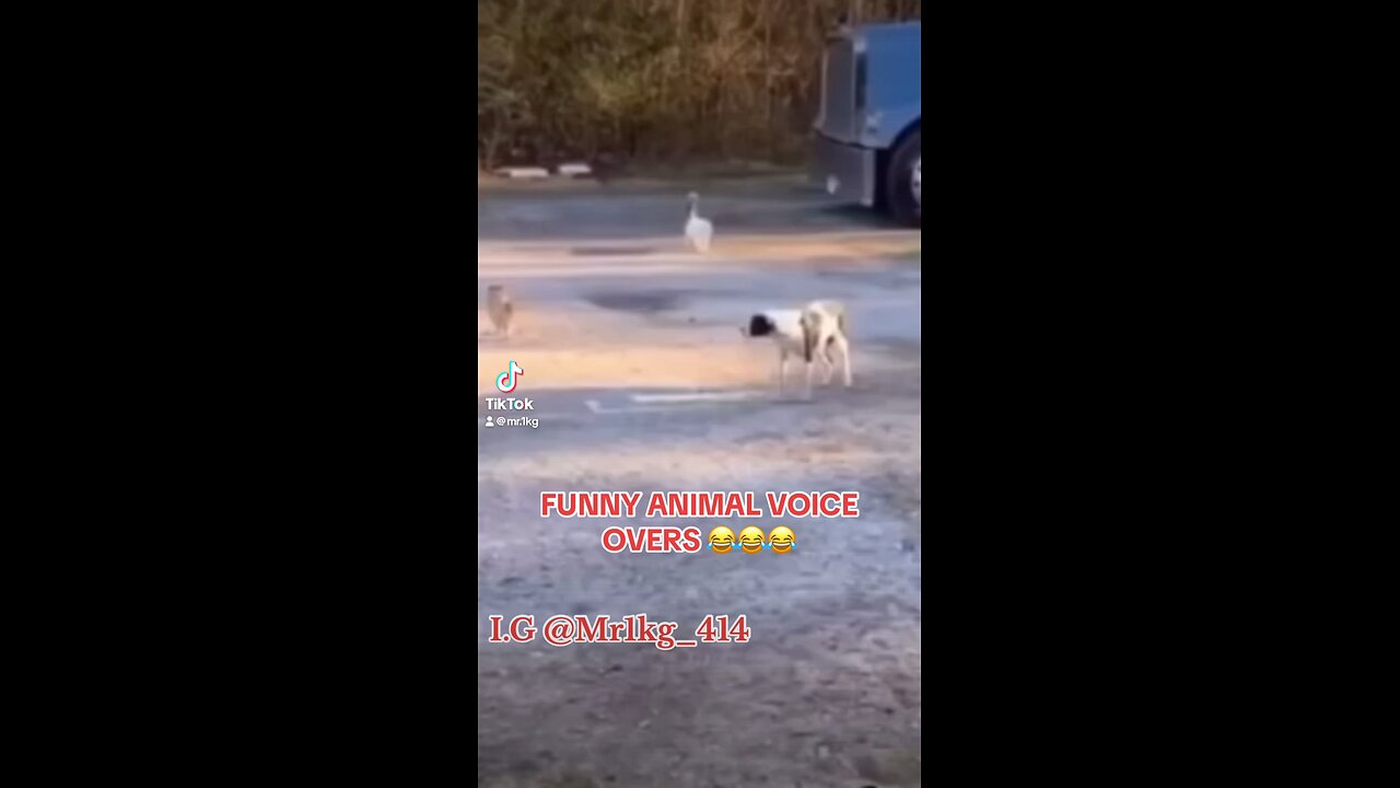 FUNNY ANIMAL VOICE OVERS 😂😂😂 SHIT JUST FUNNY