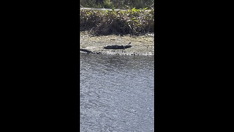 Gators In Paradise Part 2 #Gator #Alligator #mywalksinparadise #SWFL #4K #DolbyVisionHDR