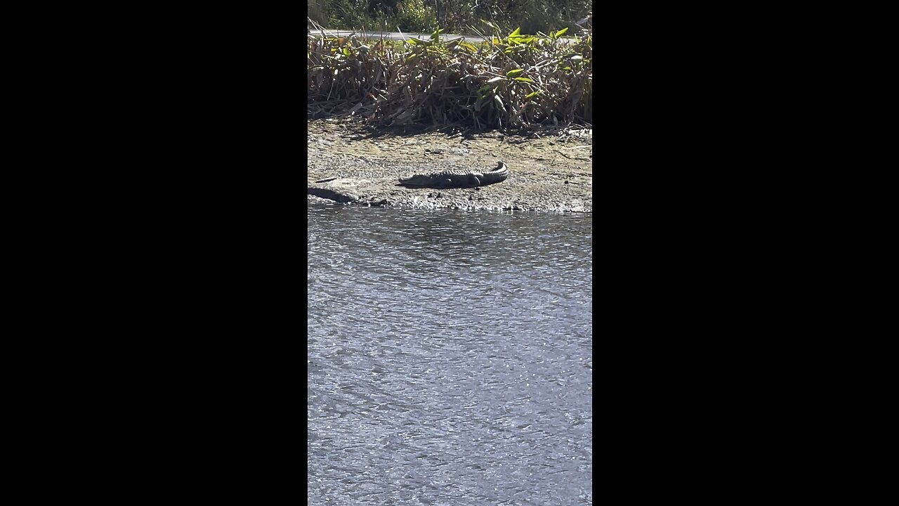 Gators In Paradise Part 2 #Gator #Alligator #mywalksinparadise #SWFL #4K #DolbyVisionHDR