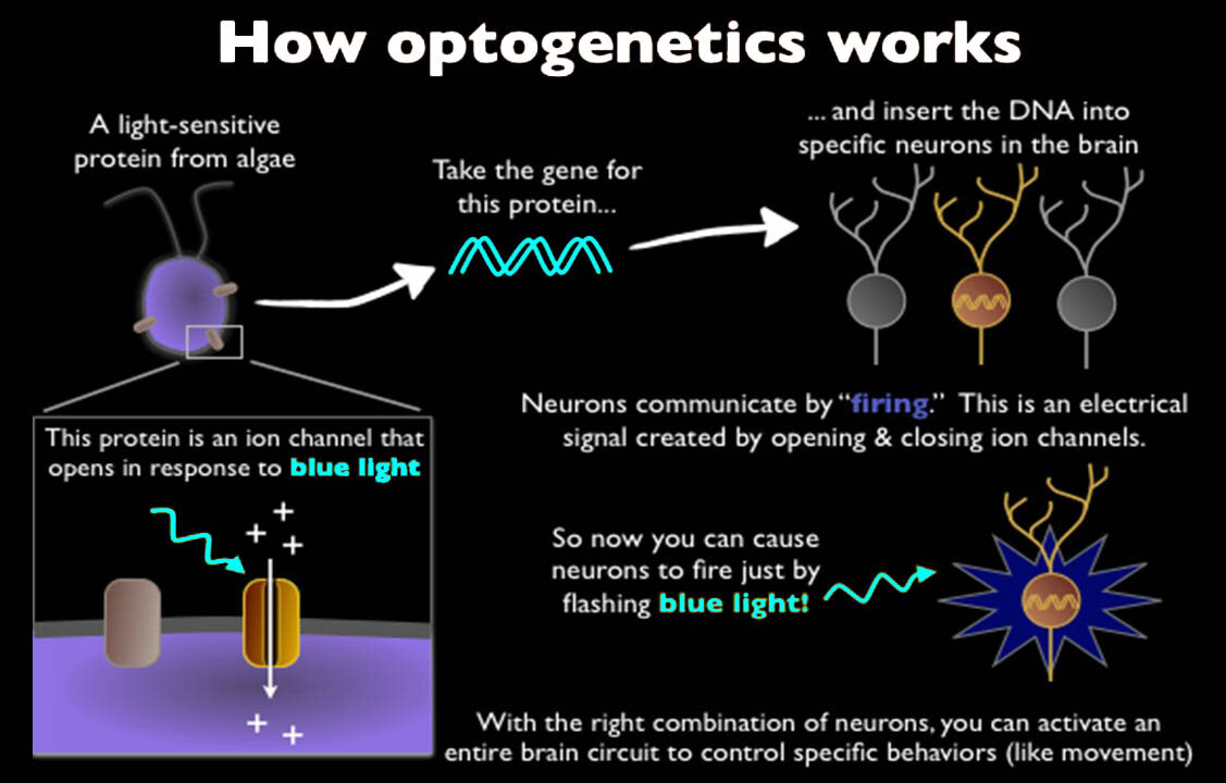 Optogenetics and Enhancing Brain Functions-A World Economic Forum Discussion-Ideas @Davos-WIRED