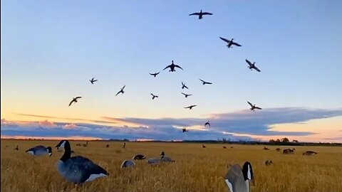 Field DUCK HUNTING: Finishing Big Groups of Mallards and Pintail in Western Manitoba, Canada