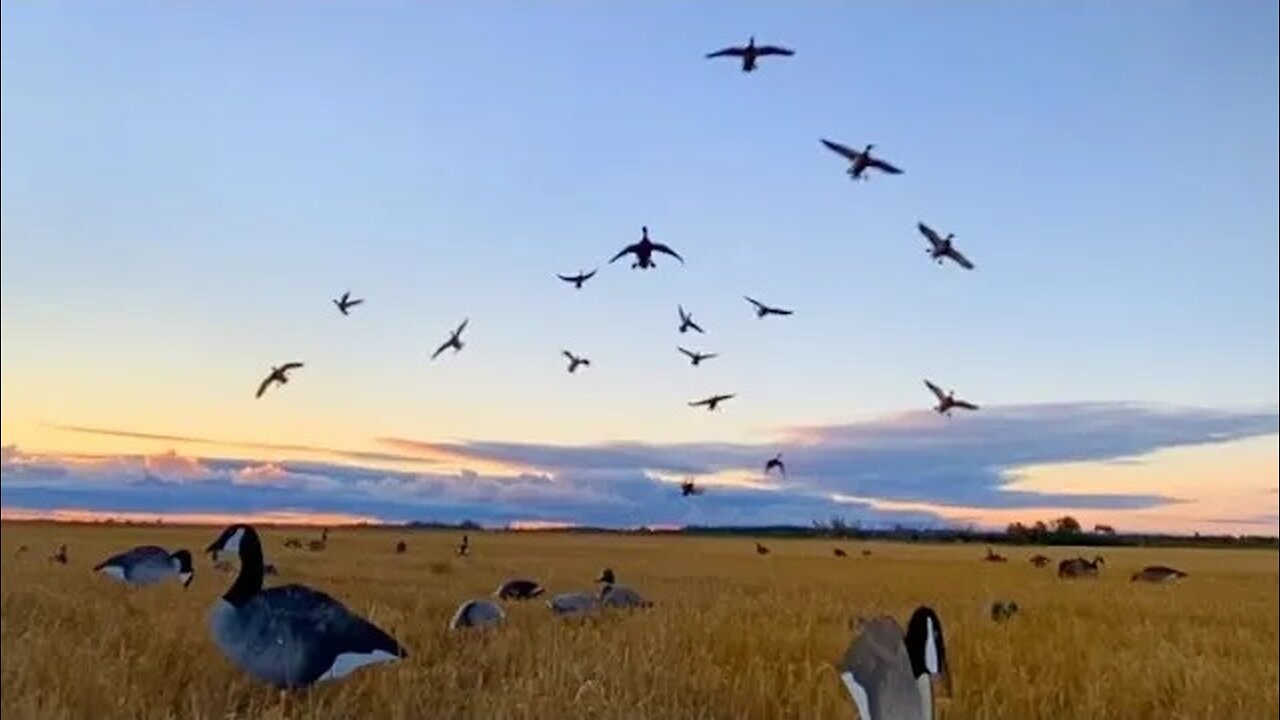 Field DUCK HUNTING: Finishing Big Groups of Mallards and Pintail in Western Manitoba, Canada