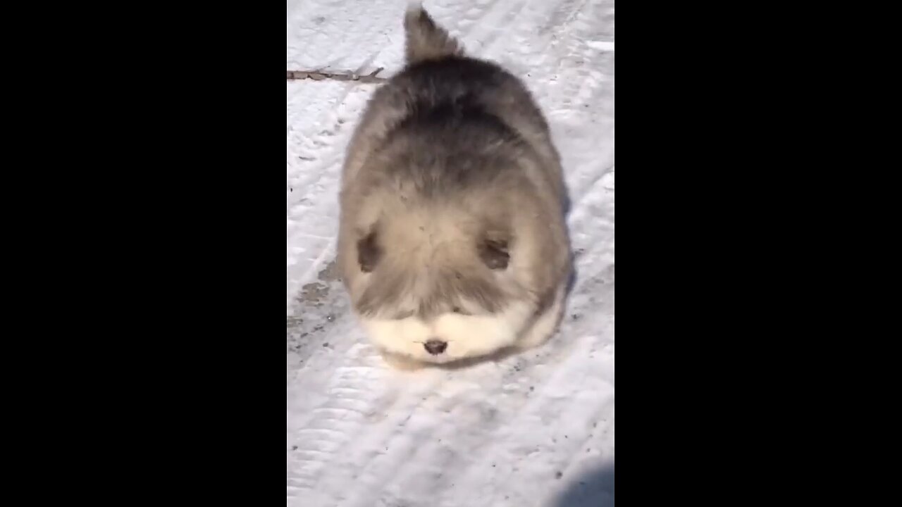 Cute dog playing 🐶