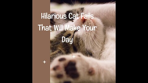 Hilarious Cat Fails That Will Make Your Day