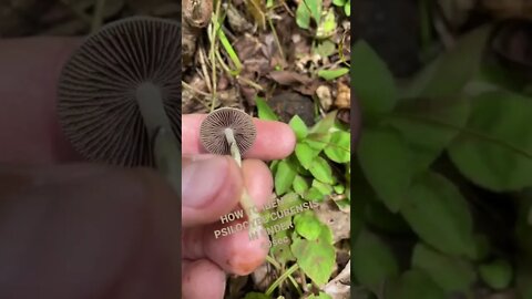 HOW TO IDENTIFY WILD PSILOCYBE CUBENSIS IN UNDER 60seconds